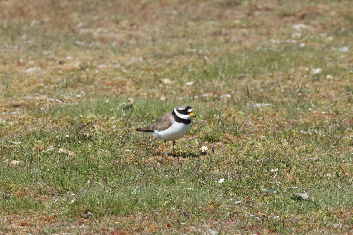 Common Ringed Plover - ML619687203