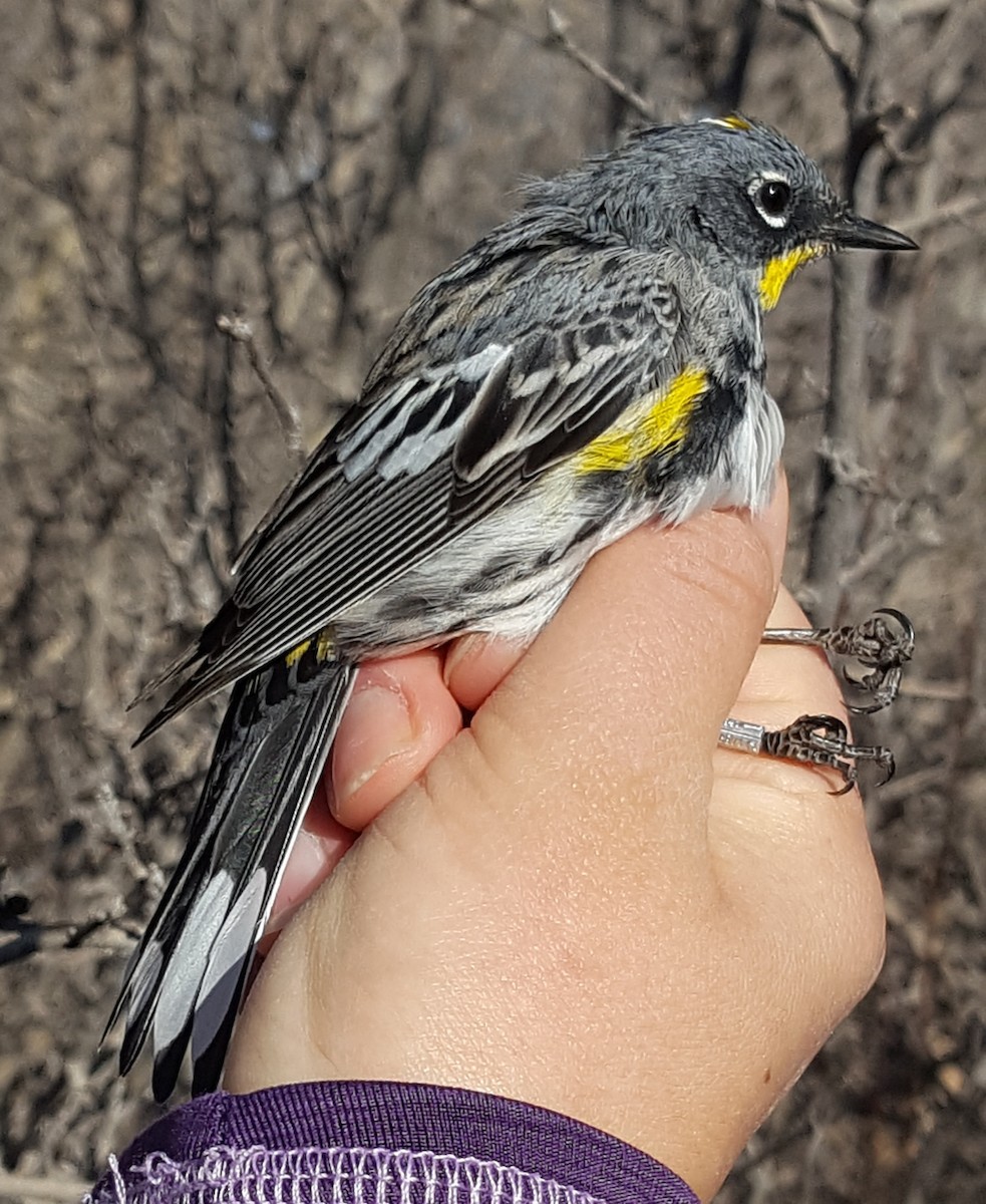 Yellow-rumped Warbler (Audubon's) - ML619687223