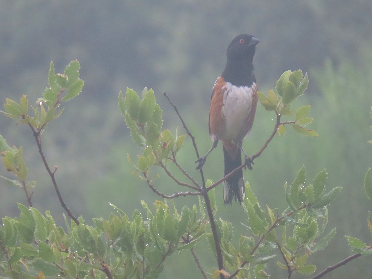 Spotted Towhee - ML619687234
