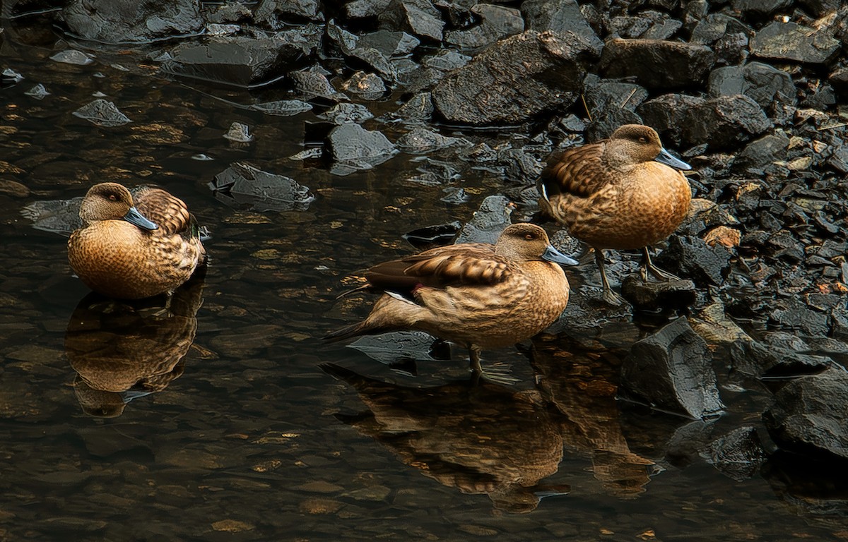 Crested Duck - ML619687250