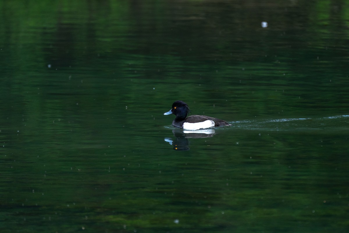 Tufted Duck - ML619687279