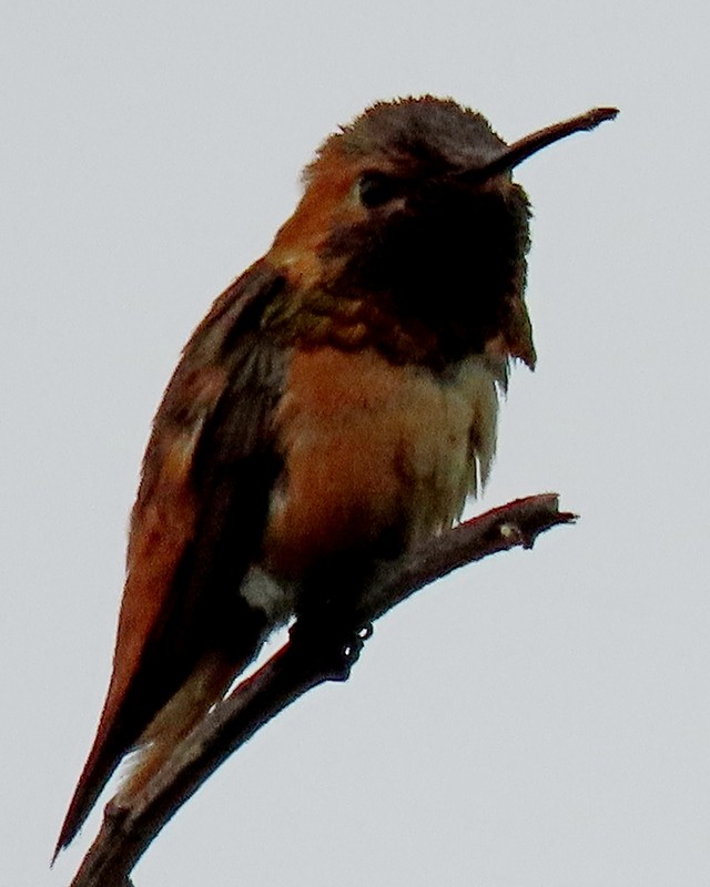 Allen's Hummingbird - ML619687284