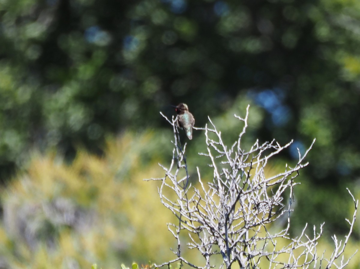 Anna's Hummingbird - ML619687326