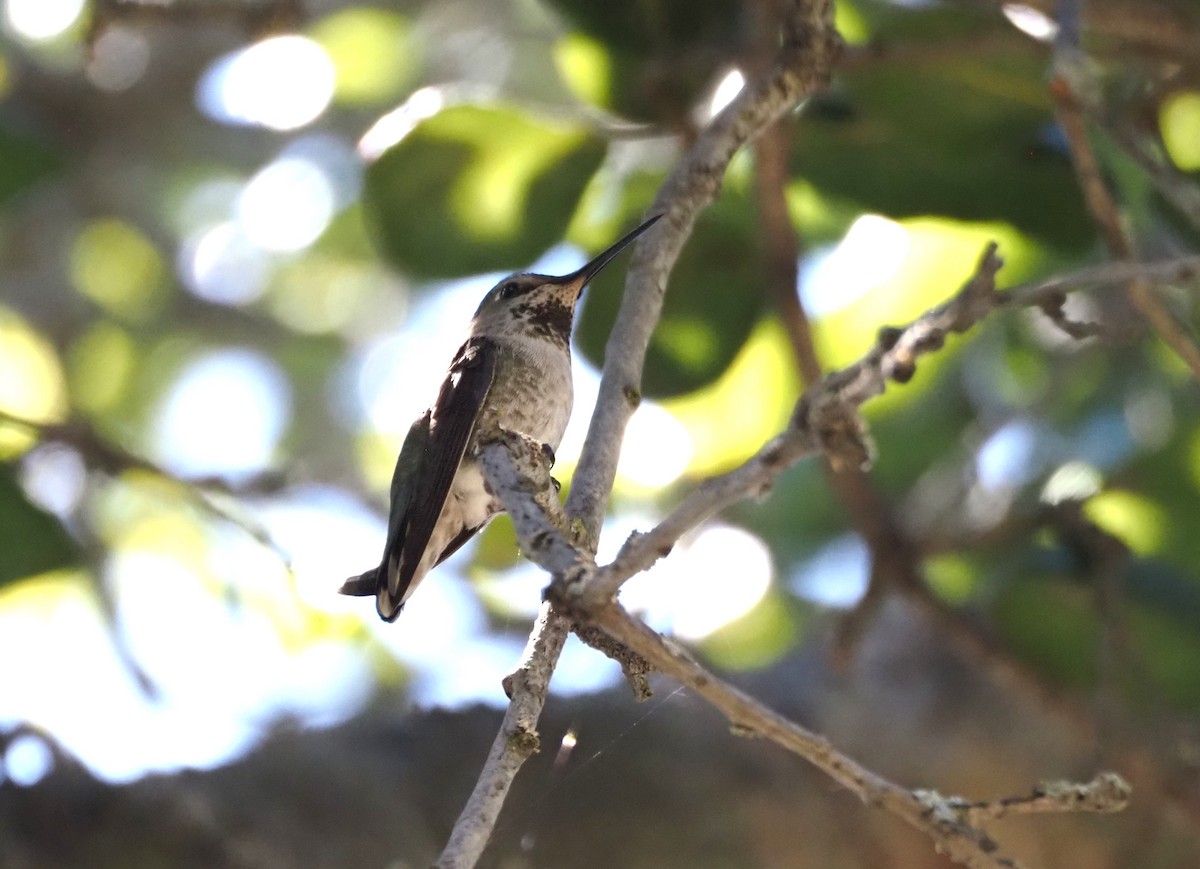 Anna's Hummingbird - ML619687327