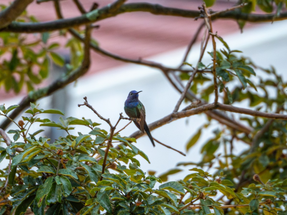Swallow-tailed Hummingbird - ML619687352