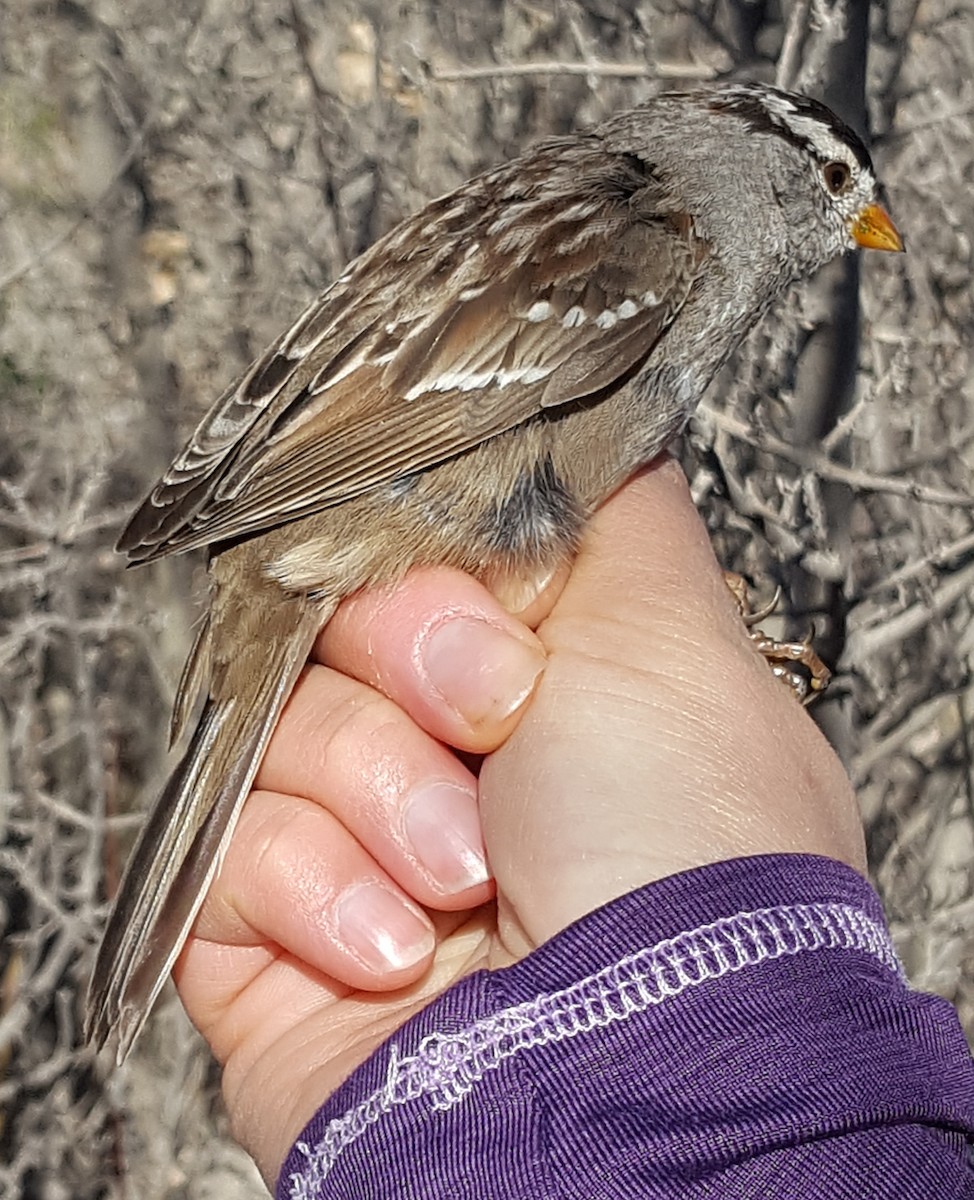 White-crowned Sparrow (Gambel's) - ML619687415