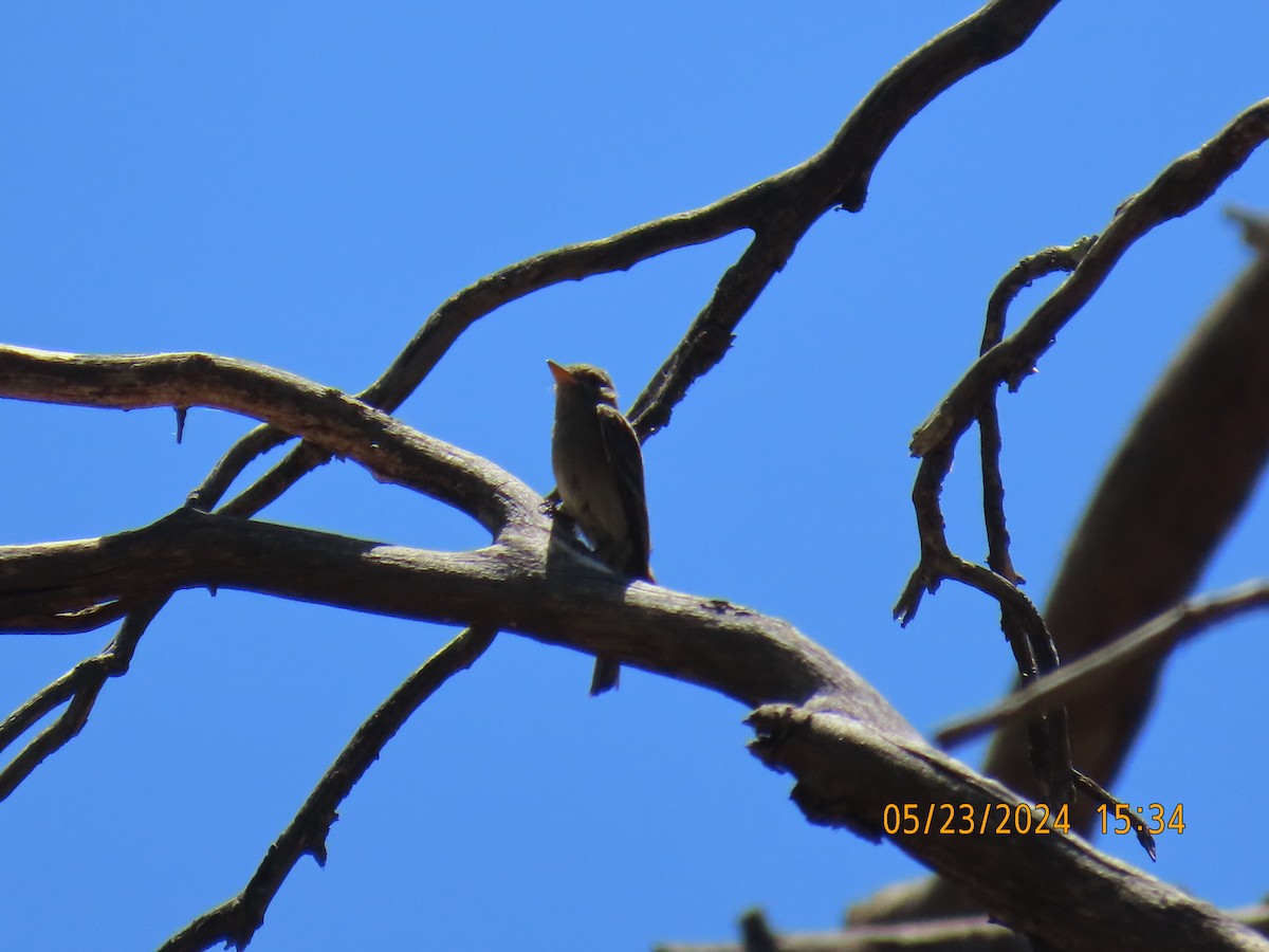 Greater Pewee - ML619687418