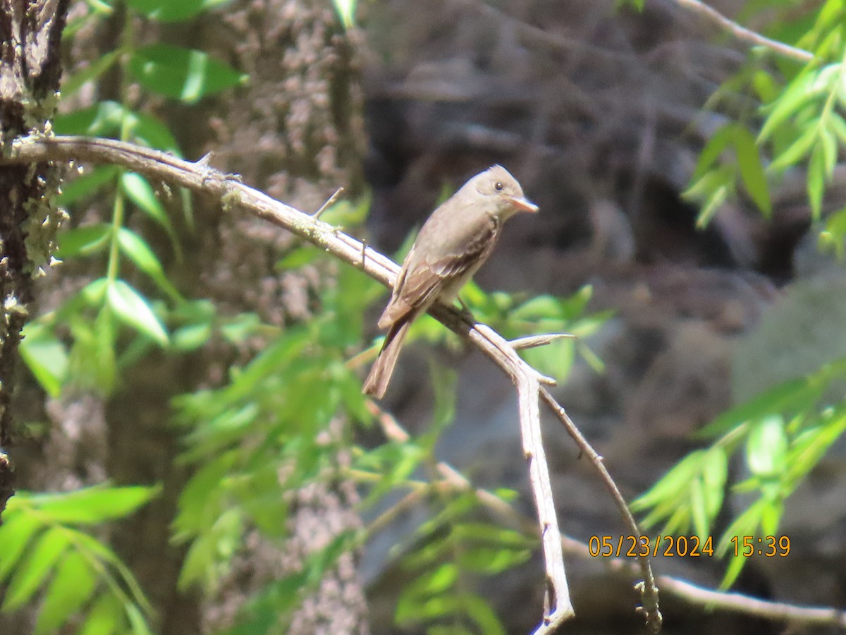Greater Pewee - ML619687438