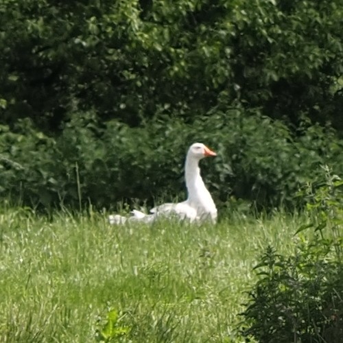 Graylag Goose (Domestic type) - ML619687484