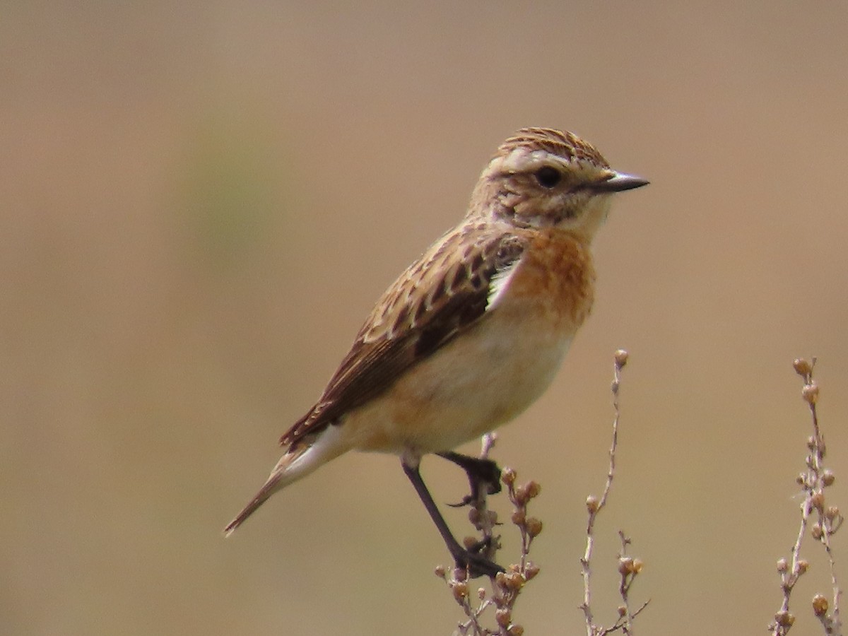 Whinchat - ML619687523