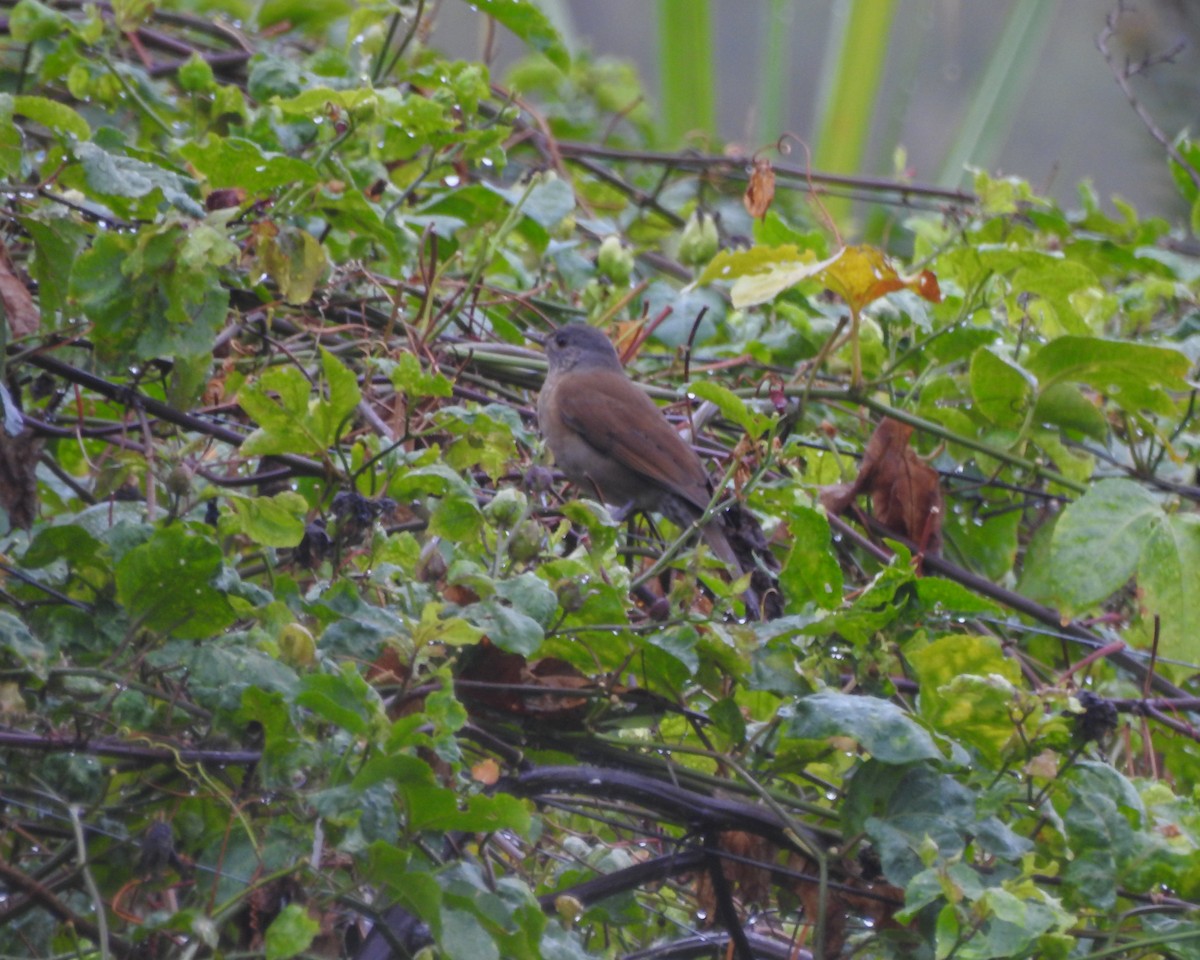 Pale-breasted Thrush - ML619687549