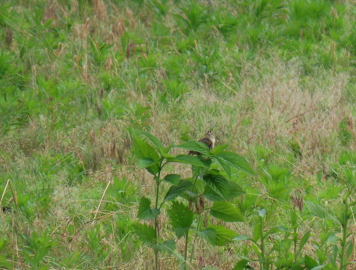 Grasshopper Sparrow - ML619687575