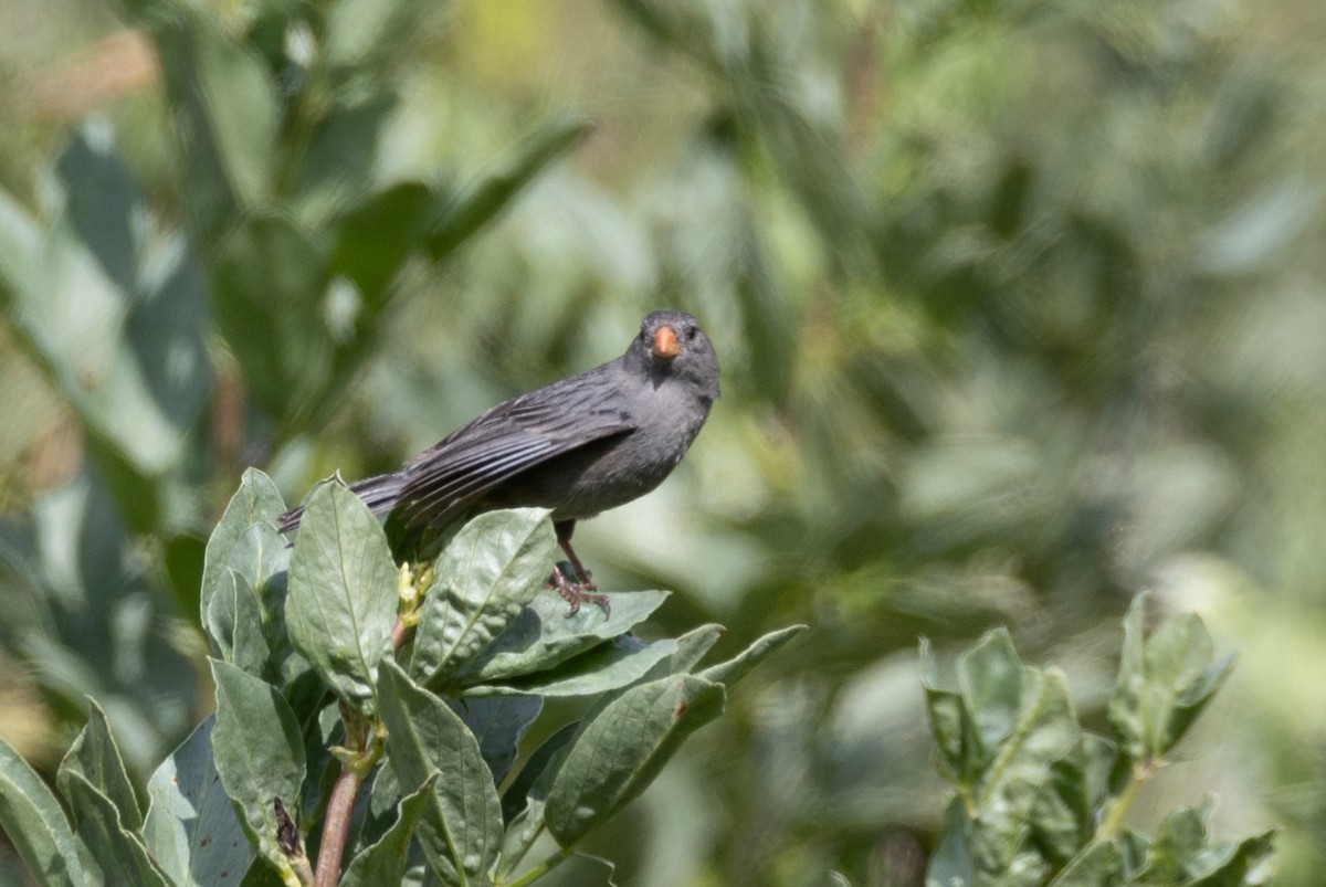 Plain-colored Seedeater - ML619687581