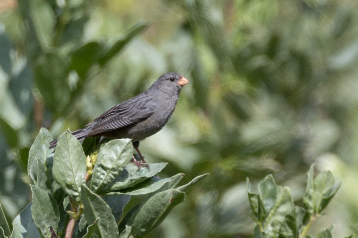 Plain-colored Seedeater - ML619687583
