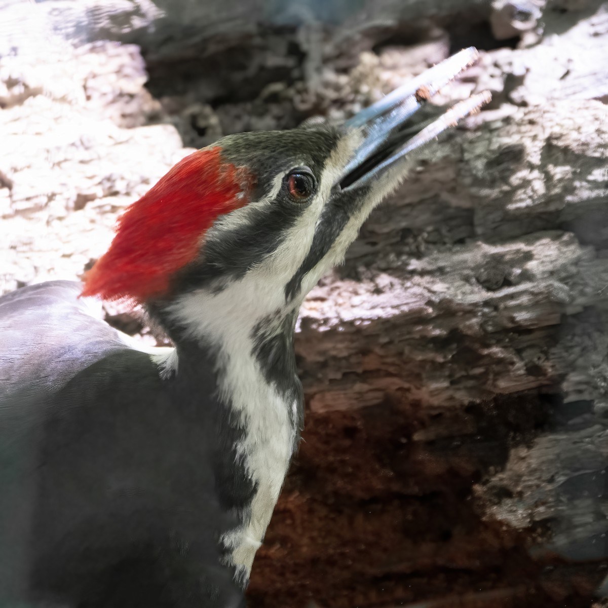 Pileated Woodpecker - ML619687620