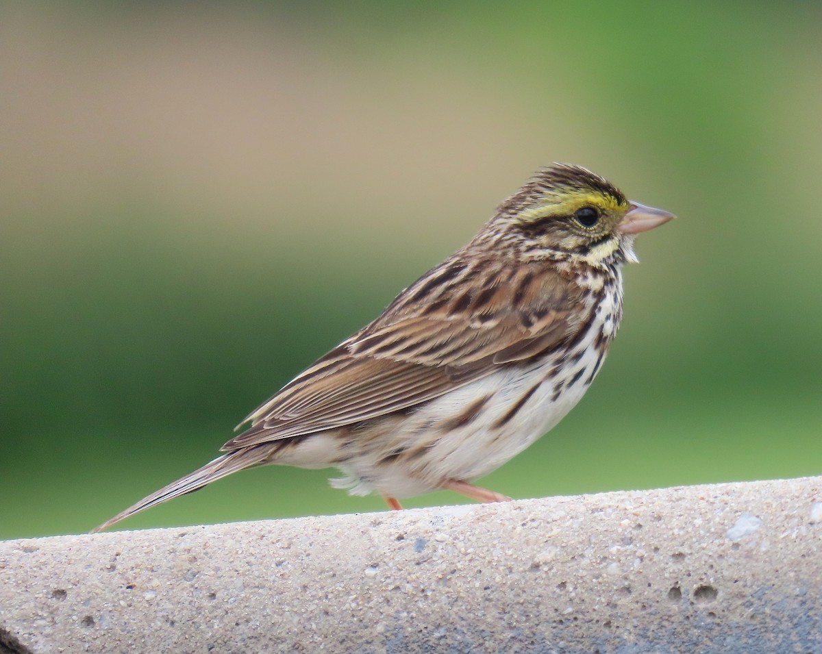 Savannah Sparrow - ML619687621