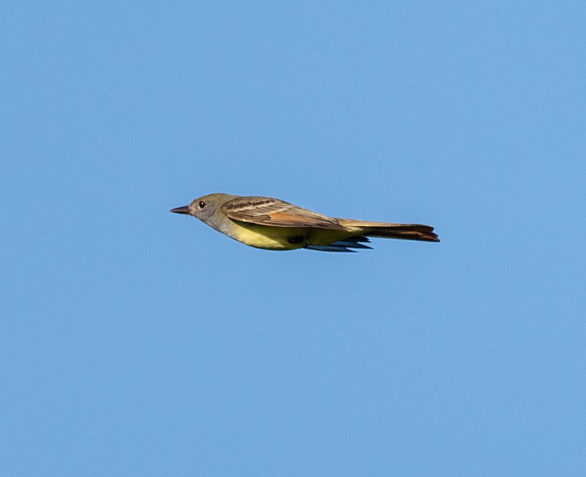 Great Crested Flycatcher - ML619687622