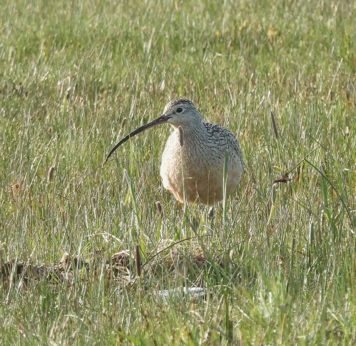 Long-billed Curlew - ML619687631