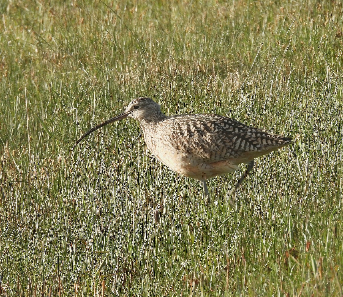 Long-billed Curlew - ML619687632
