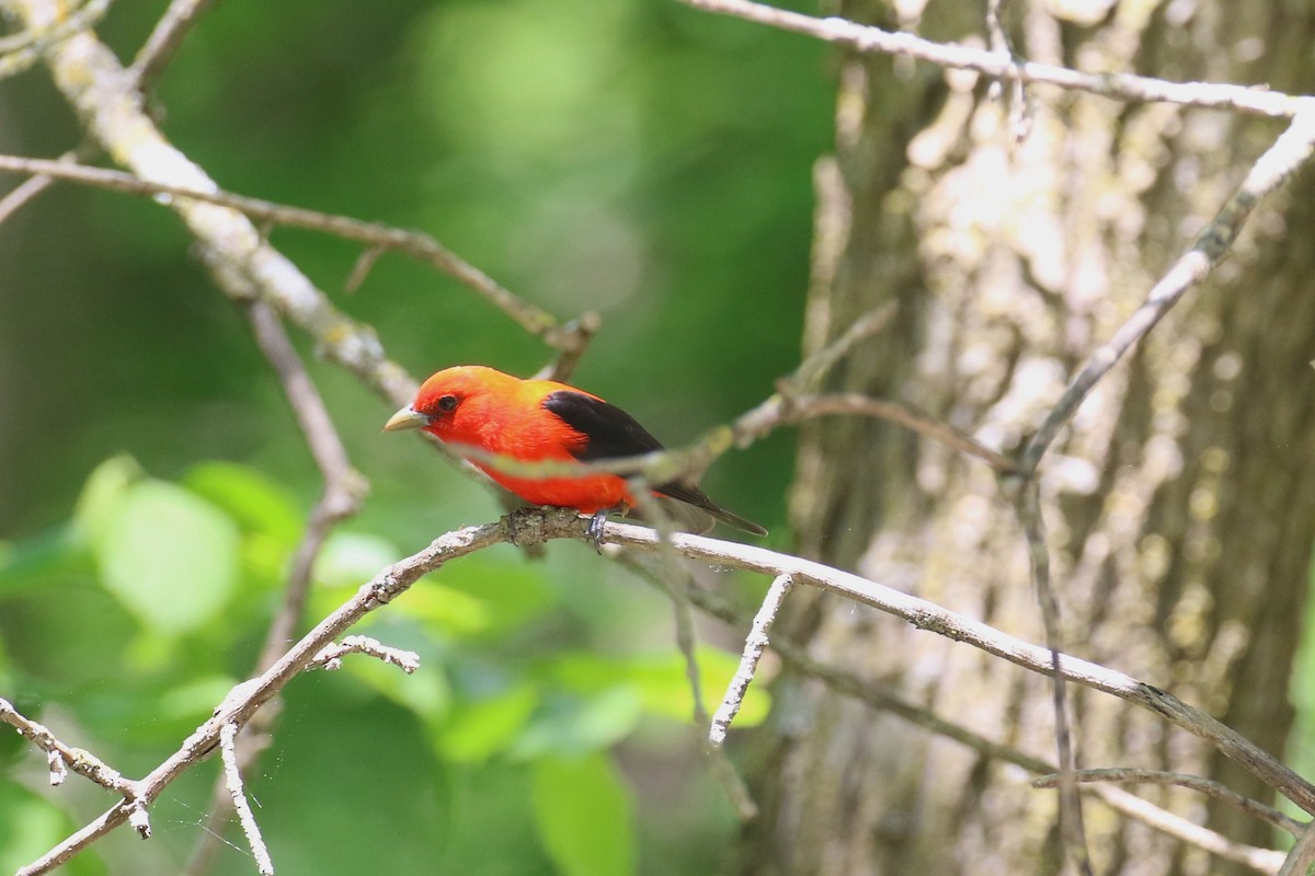 Scarlet Tanager - ML619687656