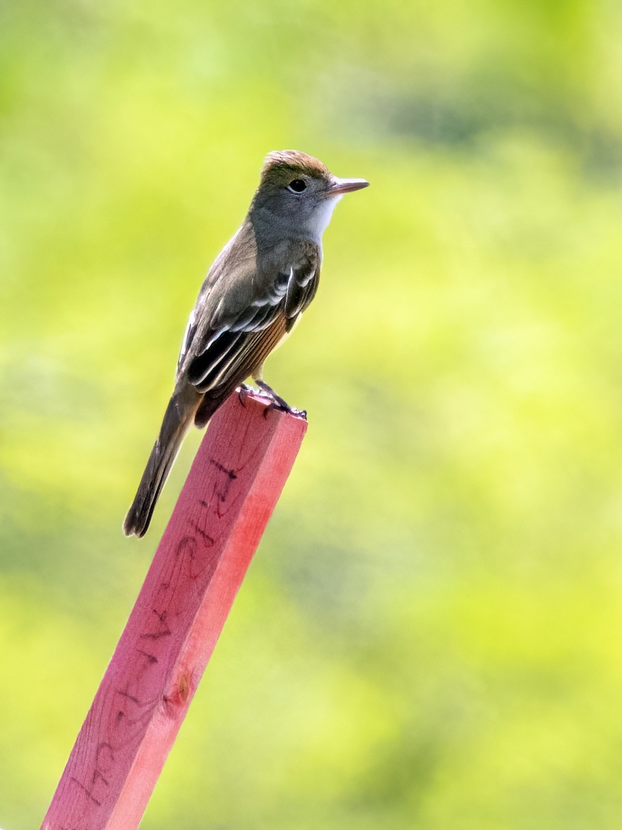 Great Crested Flycatcher - ML619687661