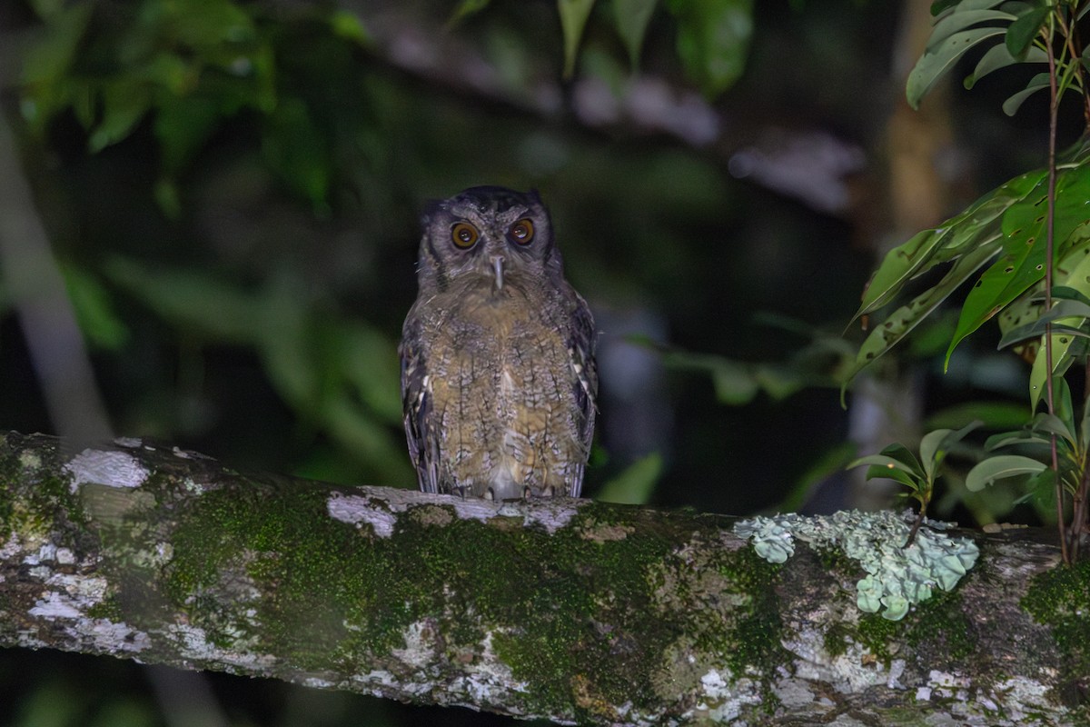 Tawny-bellied Screech-Owl (Austral) - ML619687685