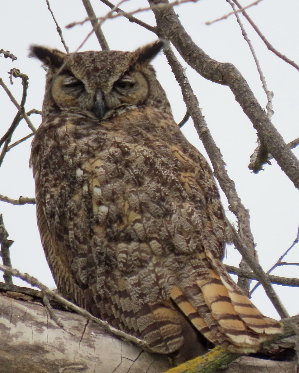 Great Horned Owl - ML619687697