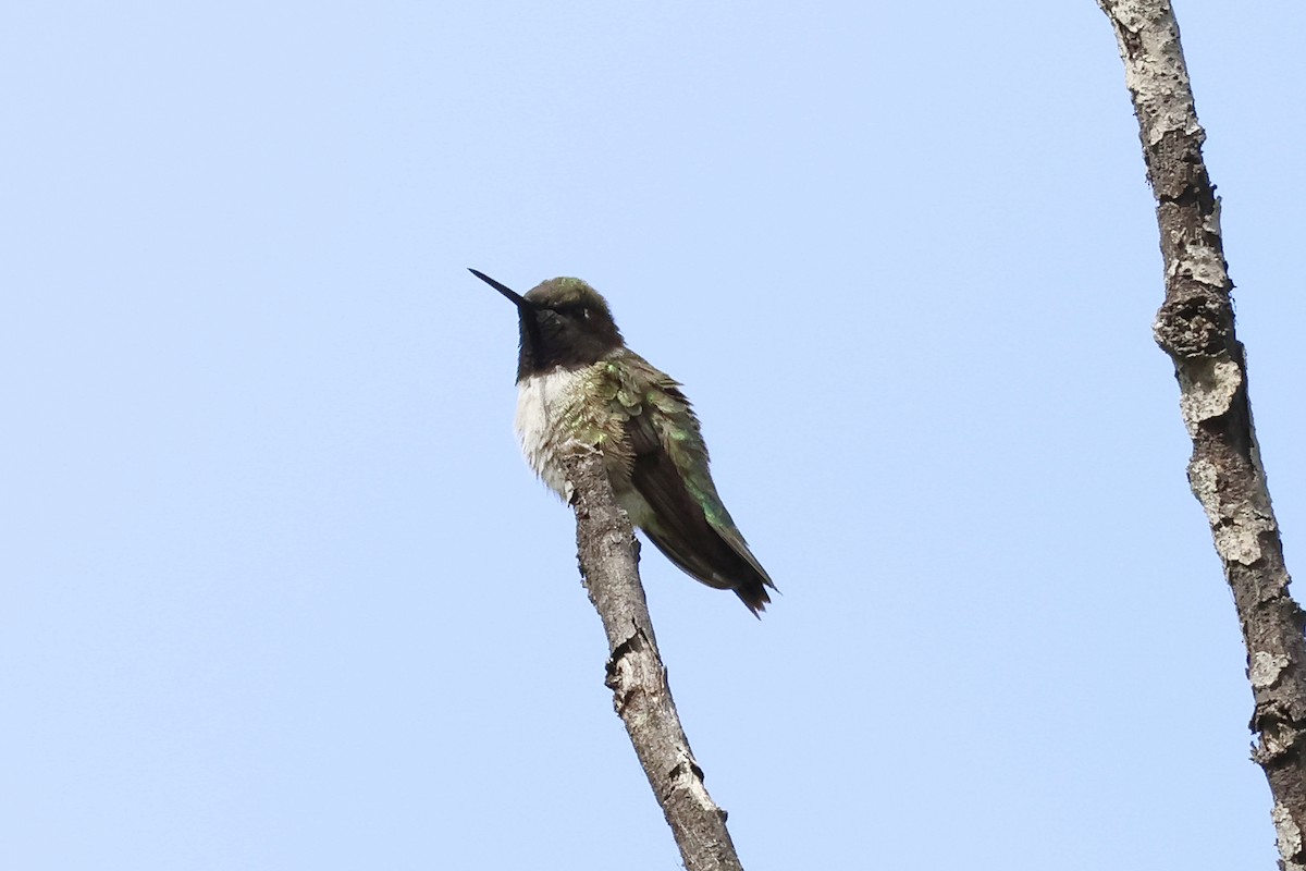 Black-chinned Hummingbird - ML619687747