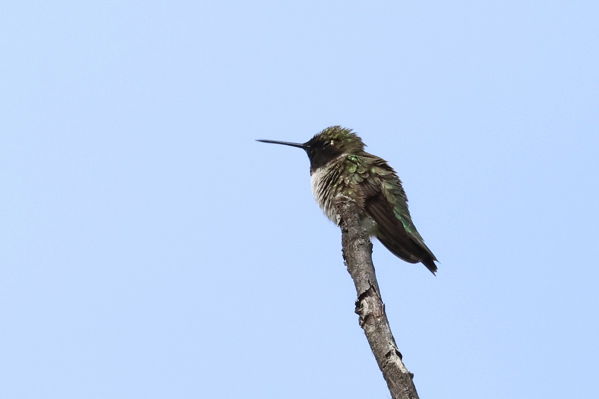 Black-chinned Hummingbird - ML619687748