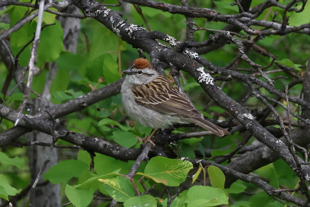 Chipping Sparrow - ML619687804