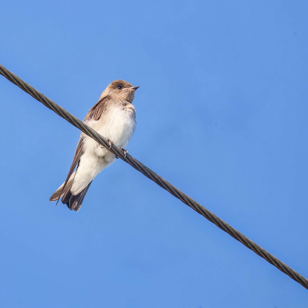 Northern Rough-winged Swallow - ML619687814