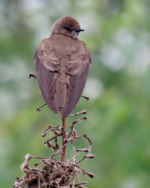 Northern Rough-winged Swallow - ML619687833