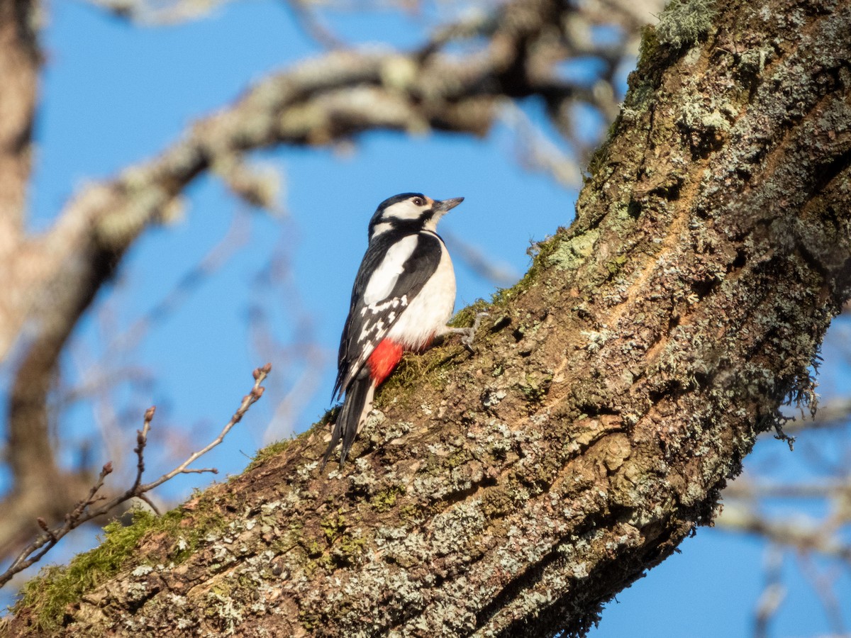 Great Spotted Woodpecker - ML619687856
