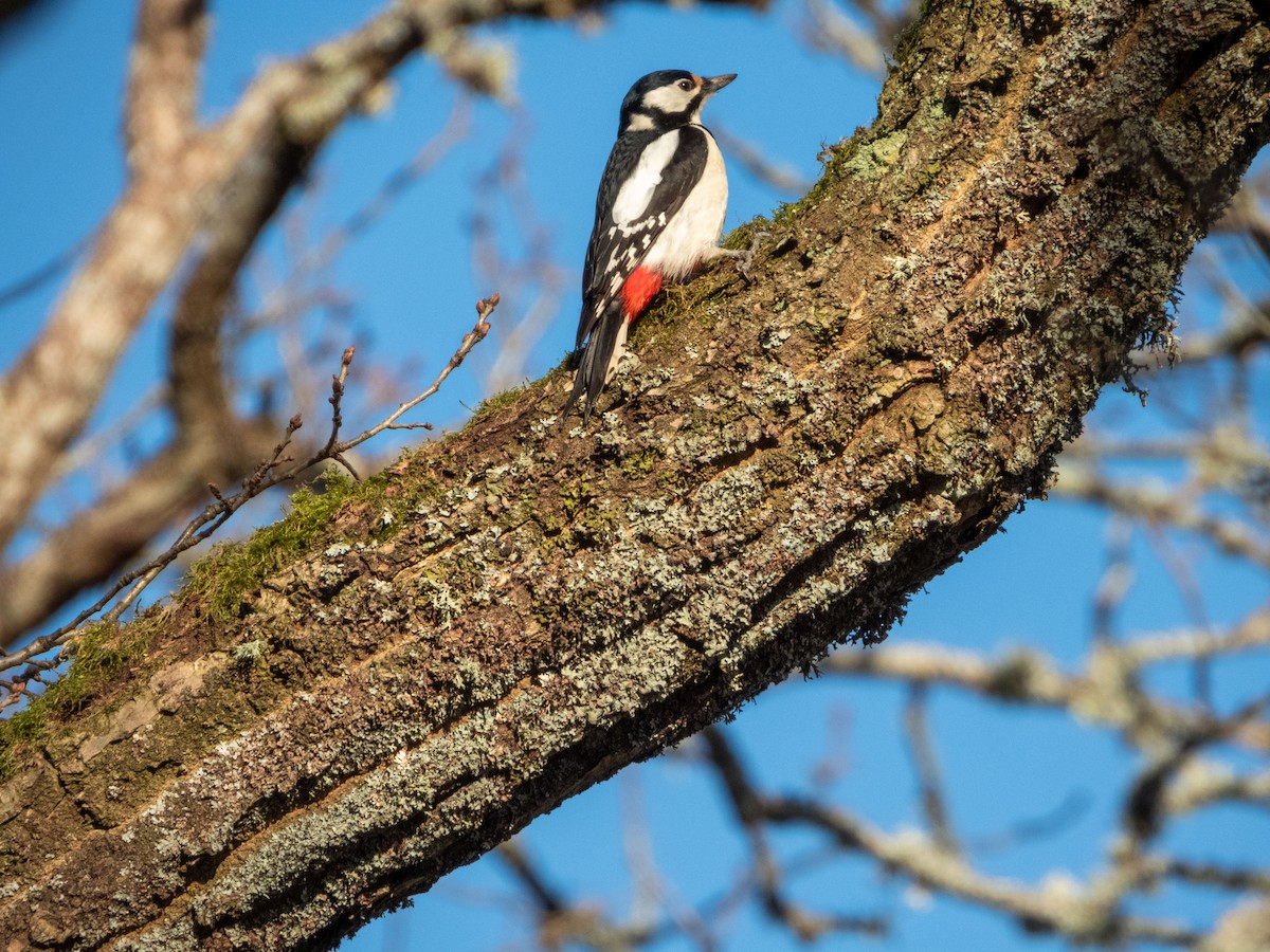 Great Spotted Woodpecker - ML619687857