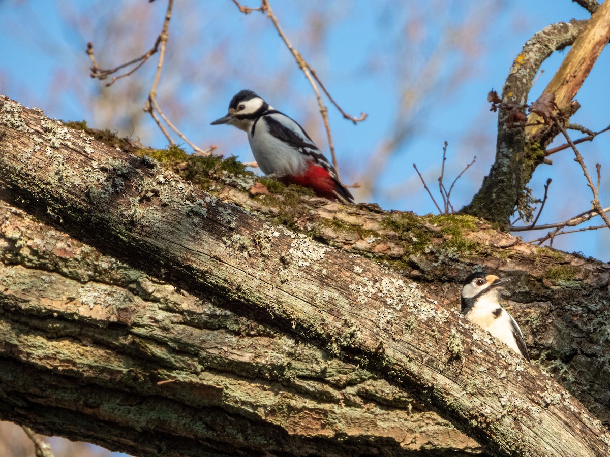 Great Spotted Woodpecker - ML619687858