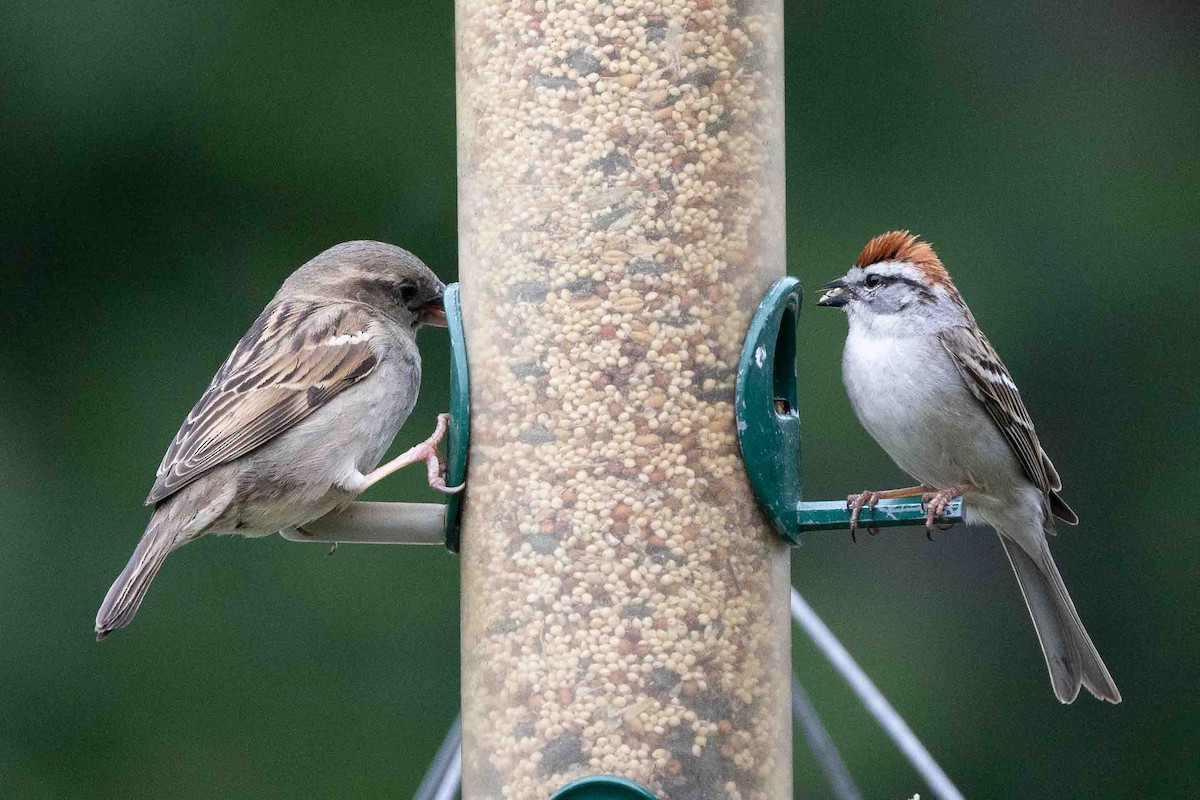 Chipping Sparrow - ML619687895