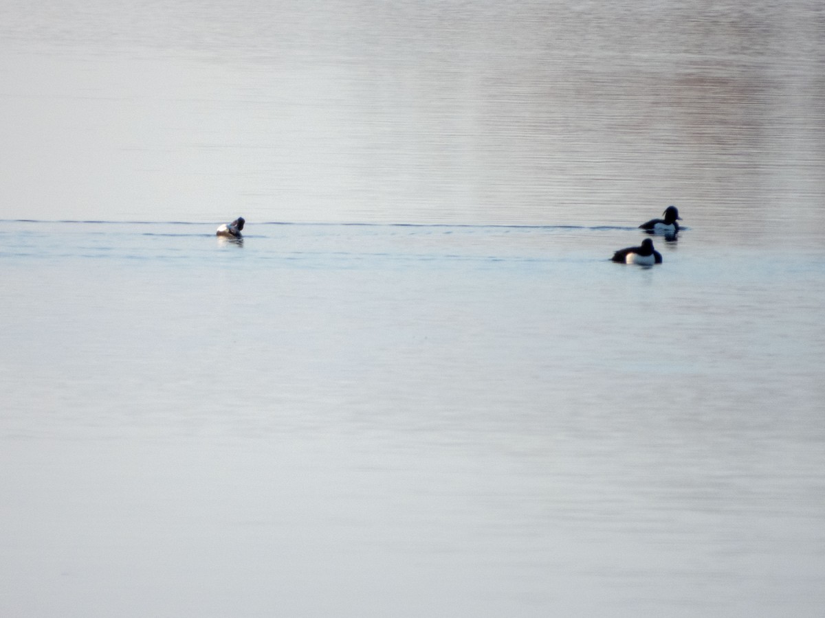 Tufted Duck - ML619687897