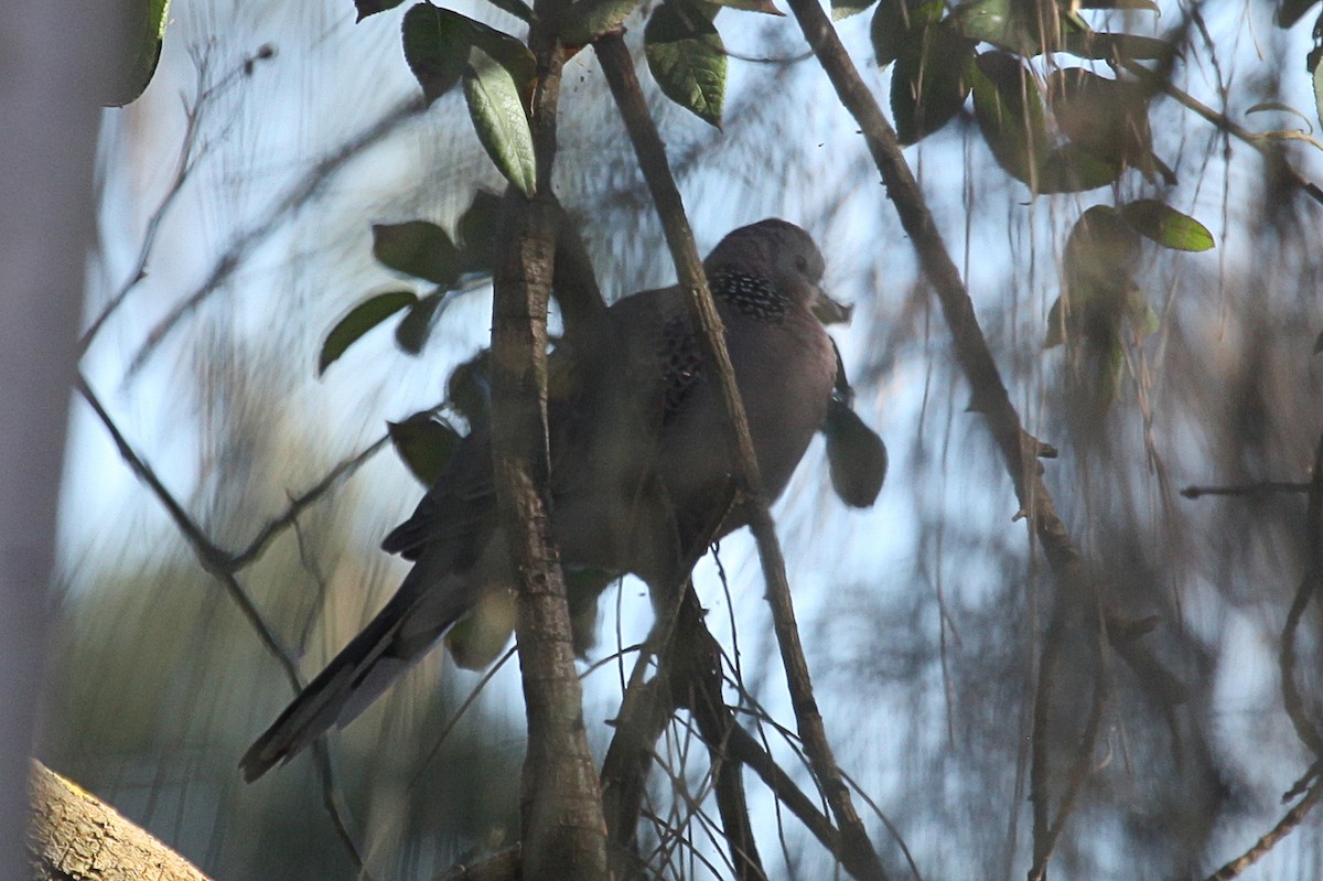 Spotted Dove - ML619687946