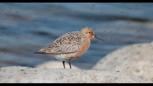 Red Knot - ML619688051
