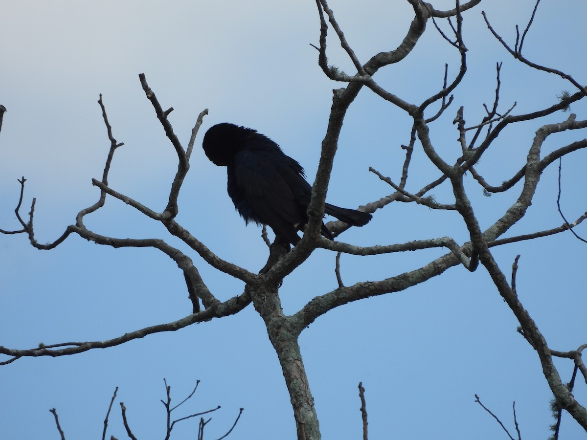 Boat-tailed Grackle - ML619688053