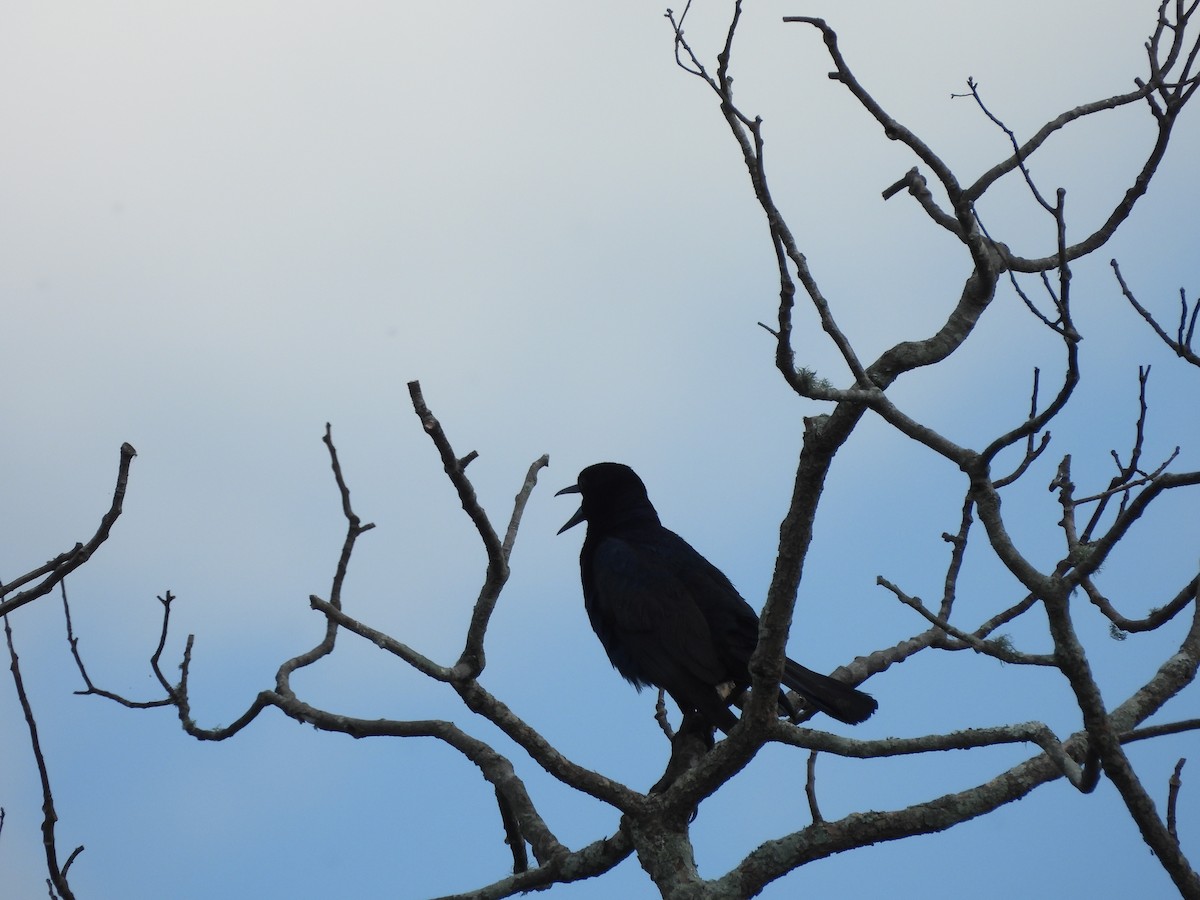 Boat-tailed Grackle - ML619688055