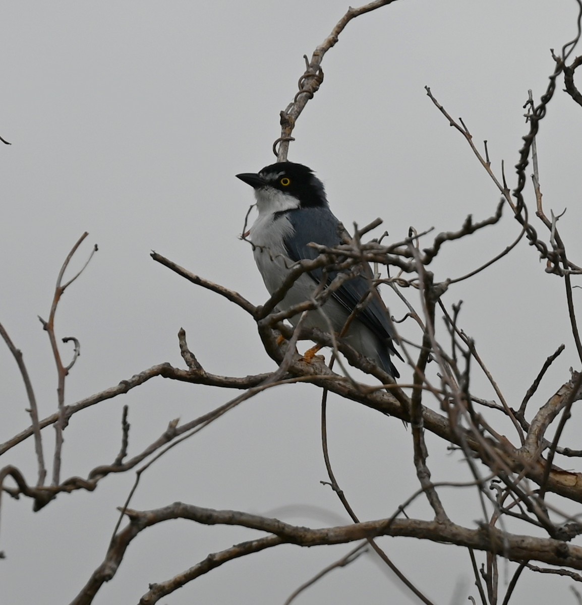 Hooded Tanager - ML619688063