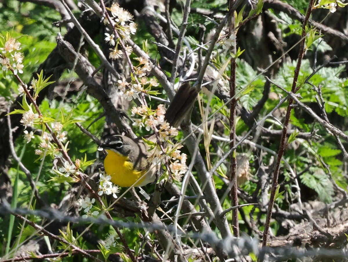Yellow-breasted Chat - ML619688114