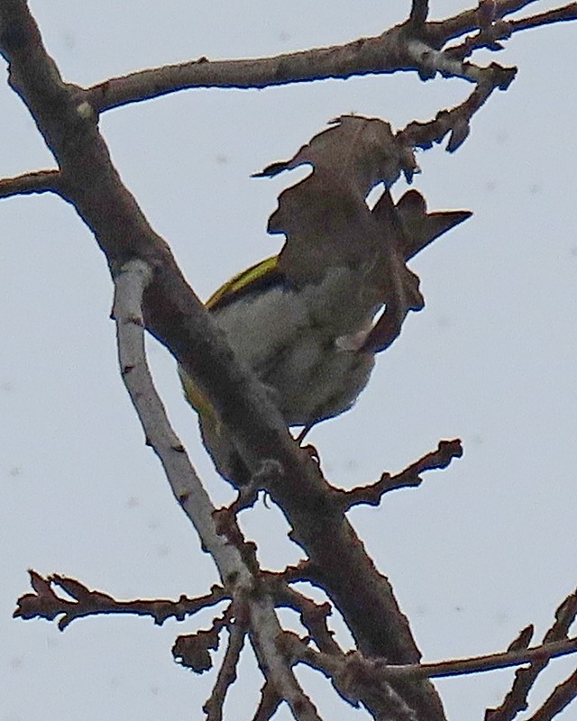 Lawrence's Goldfinch - ML619688126