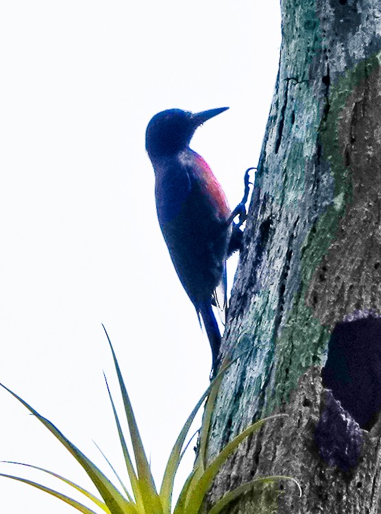 Guadeloupe Woodpecker - ML619688154