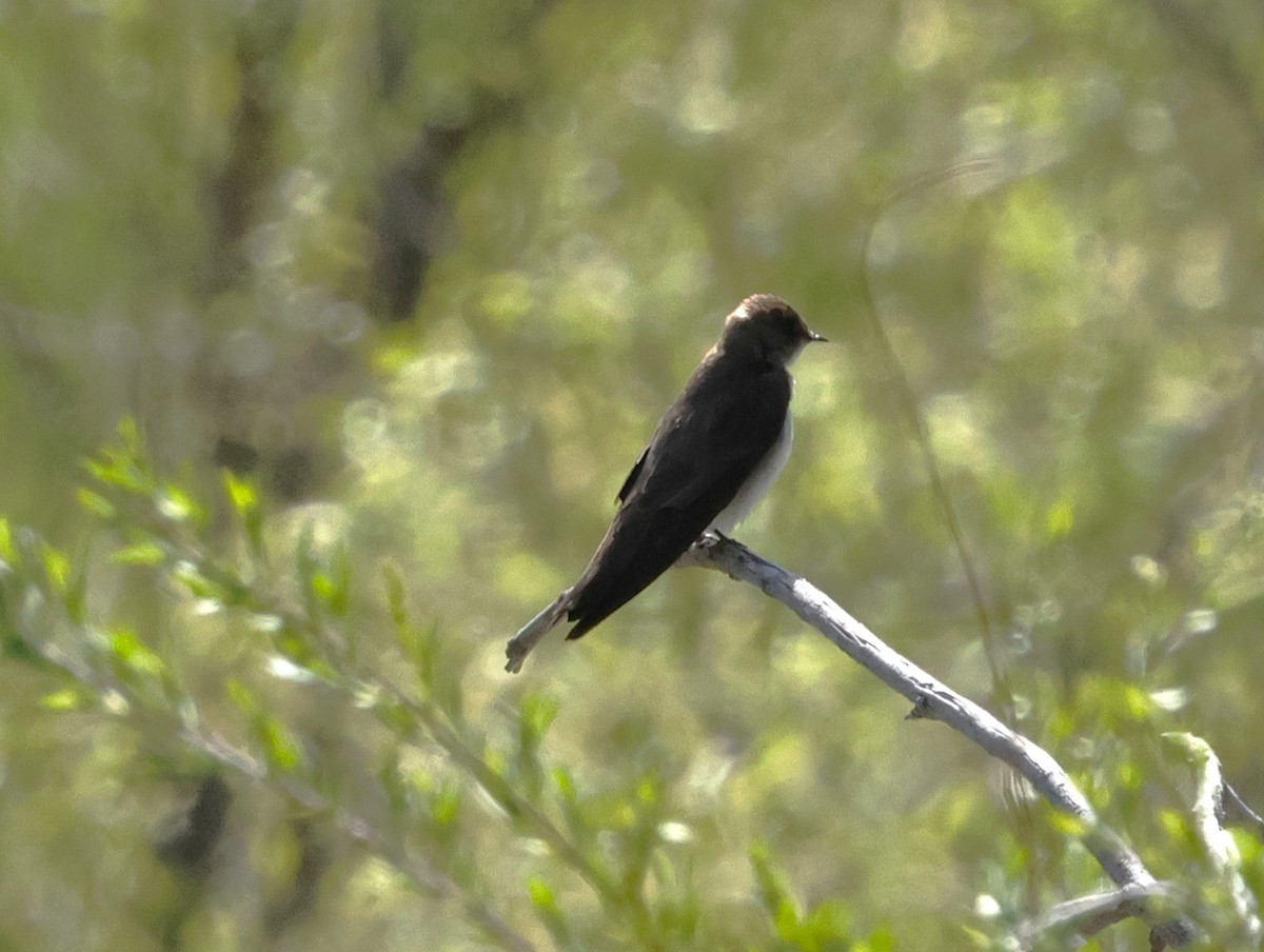 Northern Rough-winged Swallow - ML619688158