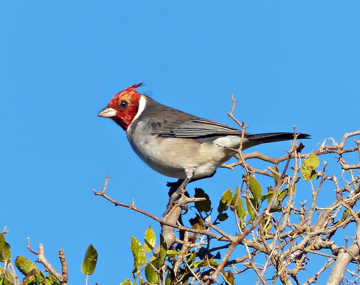 Red-crested Cardinal - ML619688170
