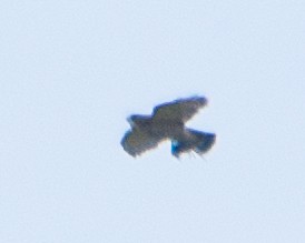 Broad-winged Hawk - ML619688187