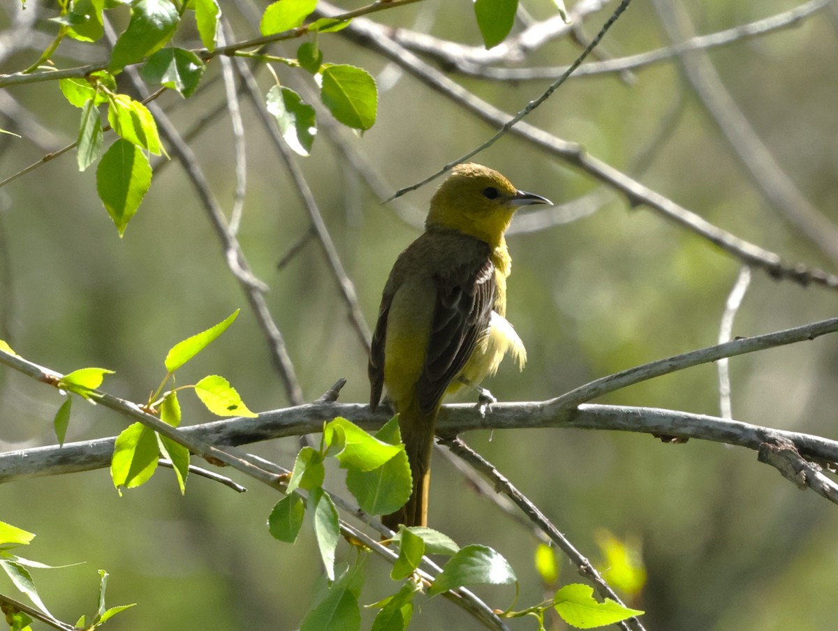 Orchard Oriole - ML619688191