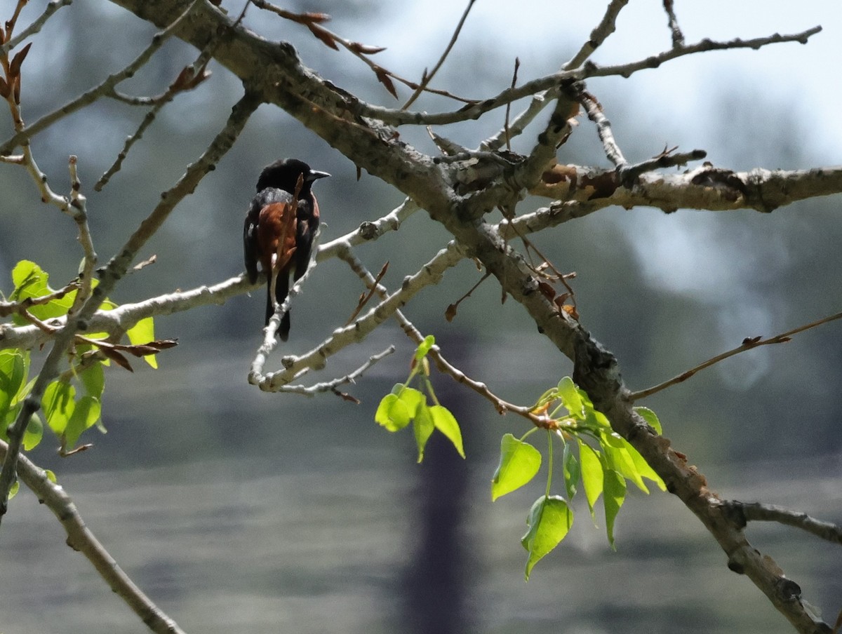 Orchard Oriole - ML619688192